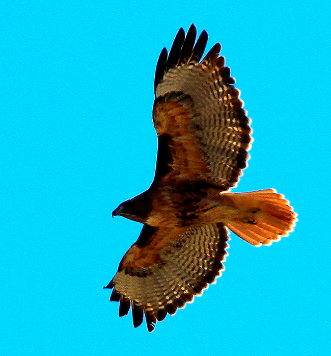 A Red-tailed Hawk in flight with a blue sky in the background. Photo courtesy of USFWS, John Magera.