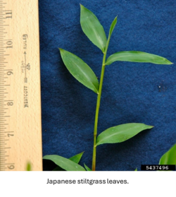 Japanese stiltgrass stem with leaves against a ruler, showing five inches of the plant.