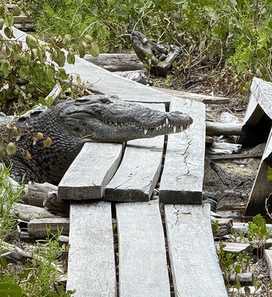Crocodile with its head resting across a wooden plank footpath in Belize.