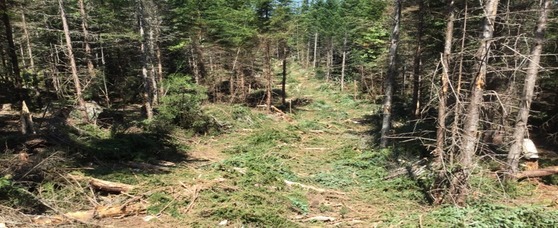 Image of tree cutting path in a forest