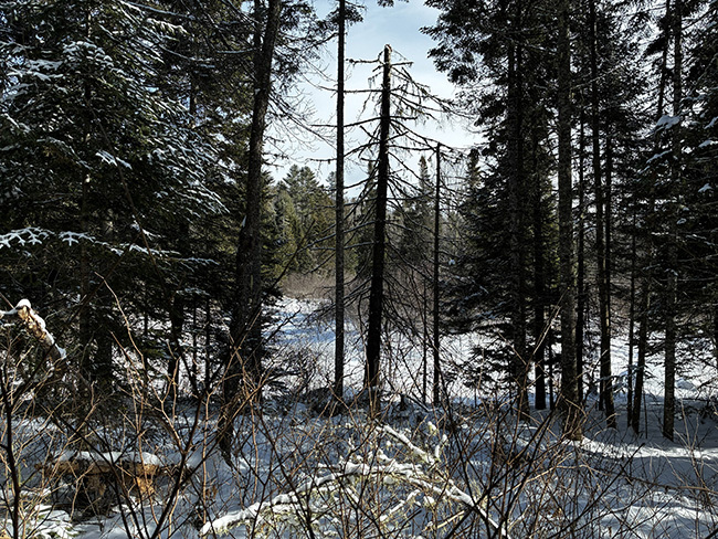 A frozen Stratton Brook as seen through trees on the newly acquired parcel at the Bigelow Preserve. 