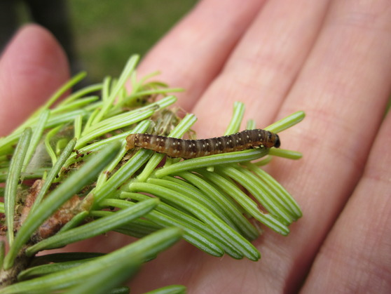 A Spruce Budworm lava on Fir Foliage.