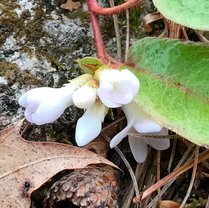 The low-growing Trailing Arbutus with its waxy whitish pink bell-shaped flowers and green leathery oval leaves. 