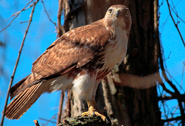 A Red-tailed Hawk perched on a branch with the tree trunk and blue sky behind it.
