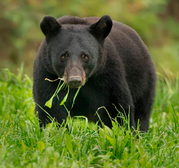 A Black Bear foraging on meadow greens.