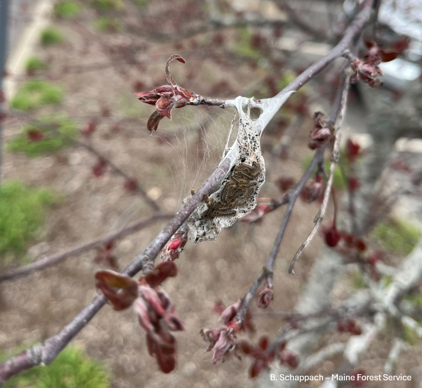Image: Newly emerged browntail moth caterpillars rest on their winter web in Bangor. Note the presence of gauzy silk strands between the branch and twig, an important early pathway to additional food sources.