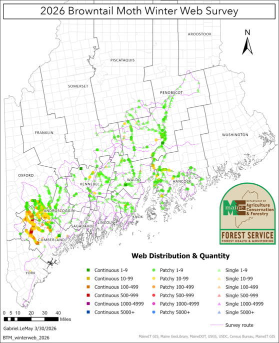 Map of browntail moth web distribution and quantity in Maine