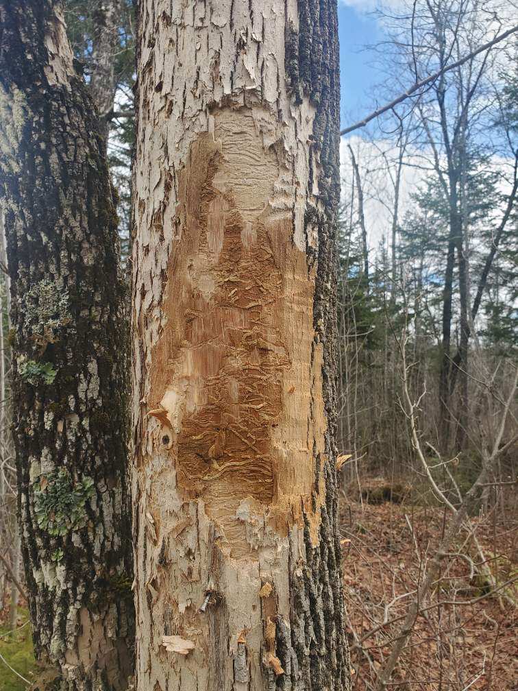 A tree with emerald ash borer galleries