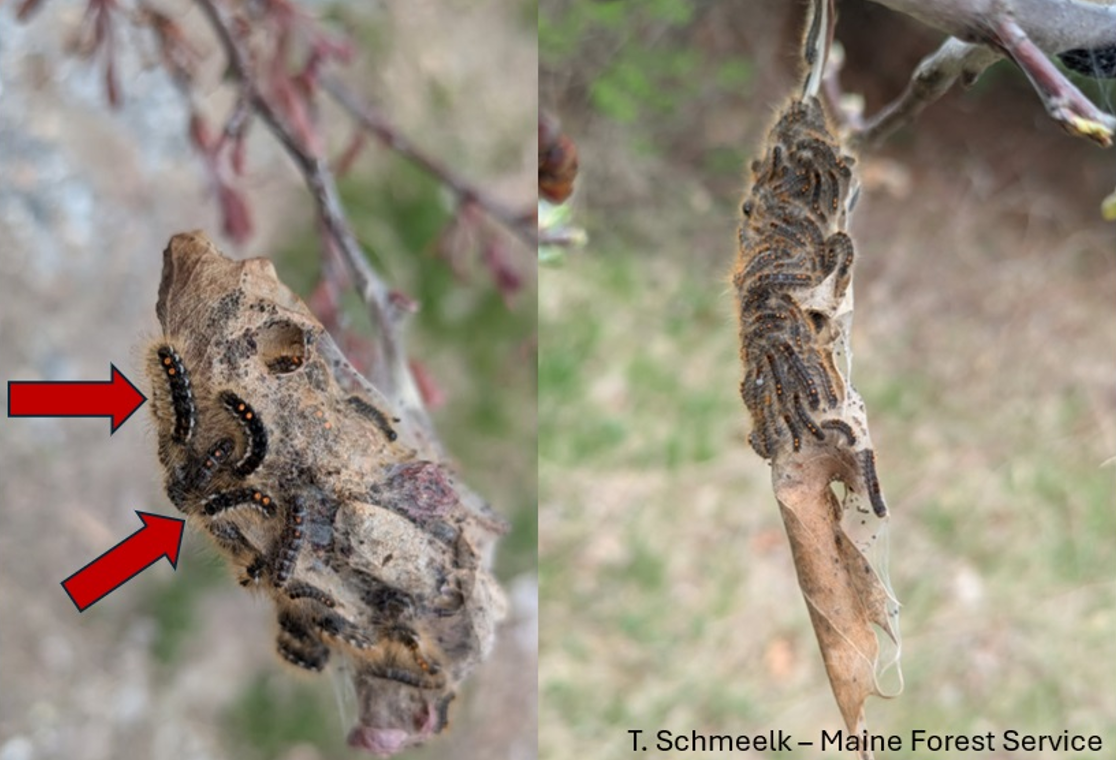 Image: Comparison of fourth instar caterpillars (left) at a site in Naples compared to second and third instar caterpillars at our monitoring site in Bridgton (right).