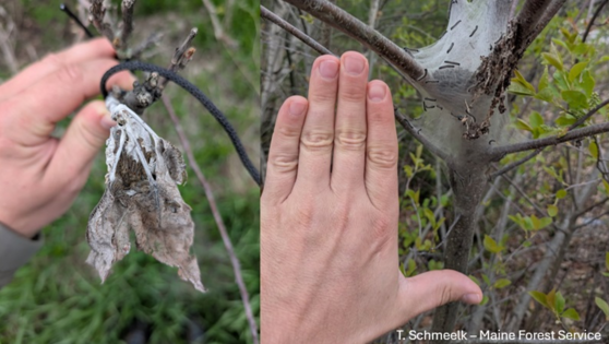 A side-by-side comparison of a browntail moth caterpillar web (left) and an eastern tent caterpillar web (right). Note the difference in size compared to a human hand as well as the placement on the tree, branch tips for browntail and the junction of trunk and branches for eastern tent caterpillar.