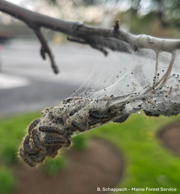 Image: Third instar browntail moth caterpillars huddling together on their winter web during a rain storm.
