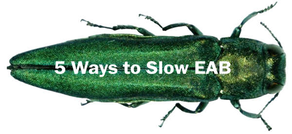 Slow Emerald Ash Borer