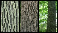 White vs brown Ash