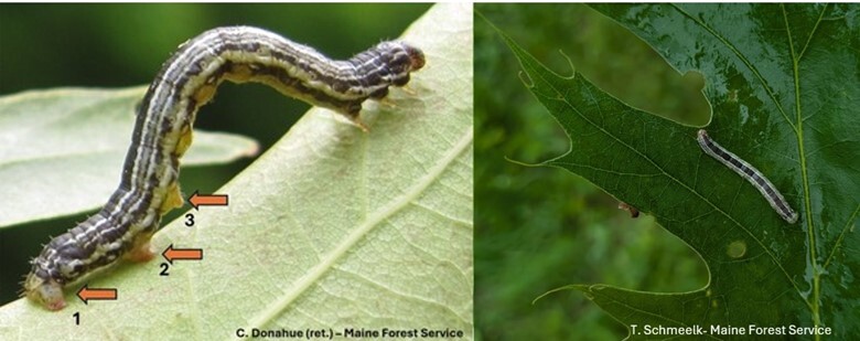 Fall Cankerworm caterpillars