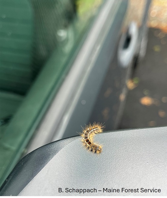 Browntail moth caterpillar on car mirror