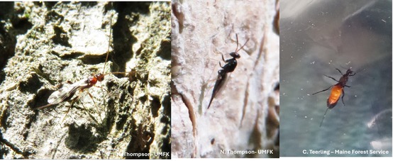 Three parasitoid insects