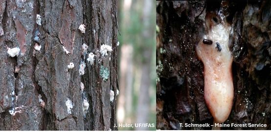 Southern pine beetle in the bark of a spruce tree