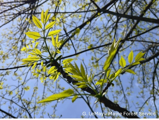 Ash leaves 
