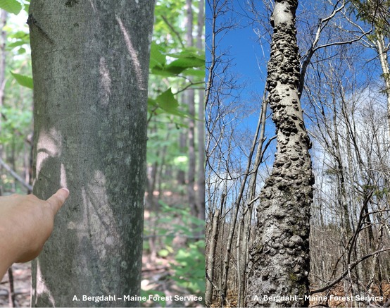 beech trees with smooth and bumpy bark