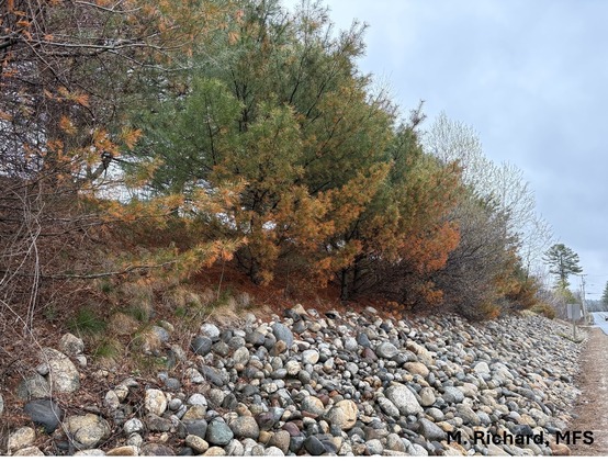 Pine trees with orange needles along a road