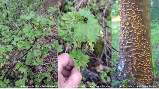 Plants on a forest floor