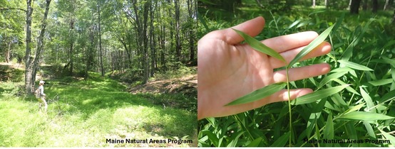 A forest setting and a hand holding a multi-leaved grass stem