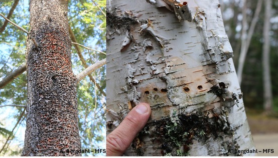 Two trees with small holes in the bark