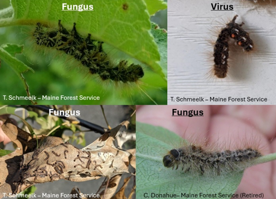 Image: Examples of pathogen killed browntail moth caterpillars. Note the upside-down "V" shape indicative of the NPV virus in the top right photo.