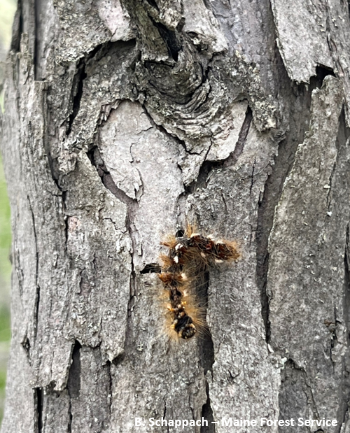 Image: Viral-killed browntail moth caterpillar; note the upside-down "V" shape.