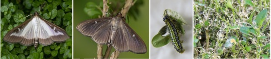 Two color morphs of box tree moth adults, a caterpillar and the damage to boxwood.