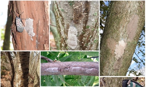 spotted lanternfly egg masses