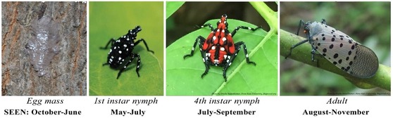 Spotted Lanterfly egg mass, 1st instar nymph, 4th instar nymph and adult