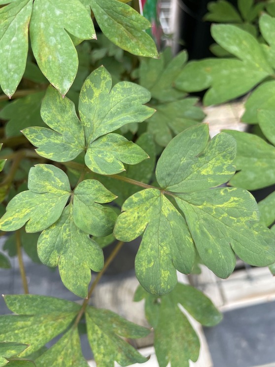 virus symptoms on dicentra