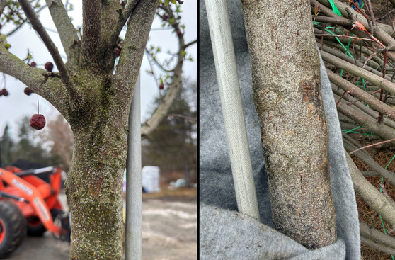 A heavy infestation of Japanese maple scale on a crabapple