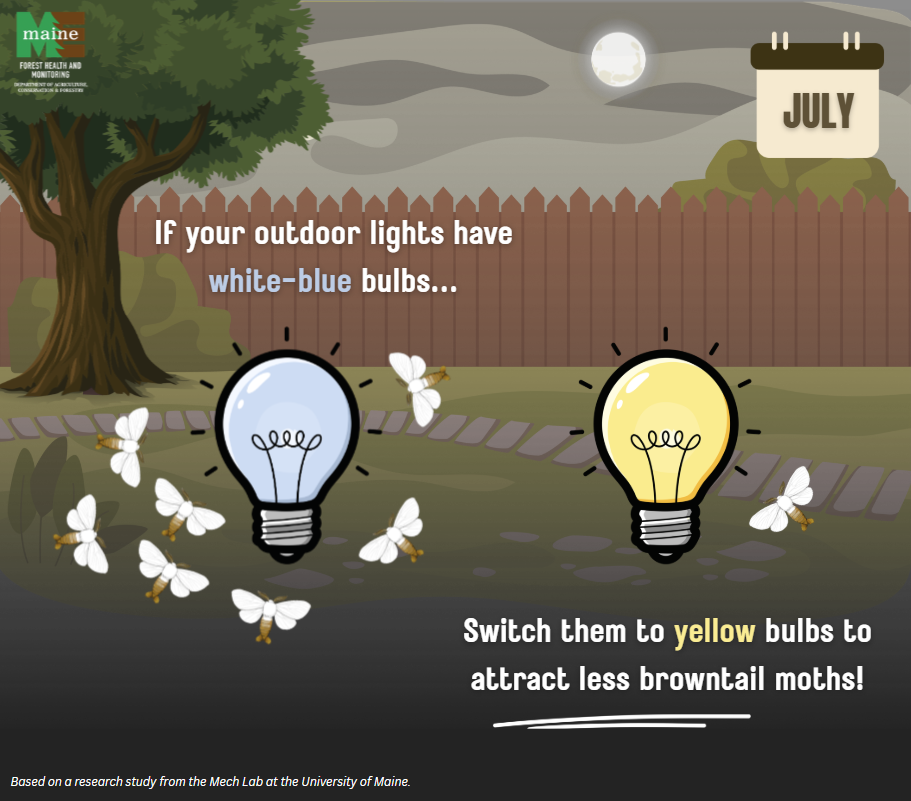 If your outdoor lights have white-blue bulbs, switch them to yellow bulbs to attract less browntail moths!