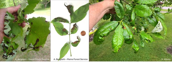 Shriveled leaves with dark patches