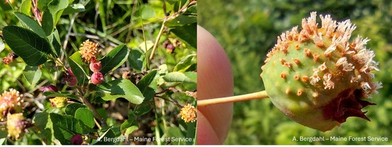 Two fruits of a serviceberry bush with galls