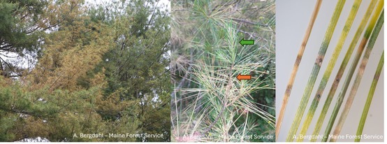 Collage of pine needles with dark bands