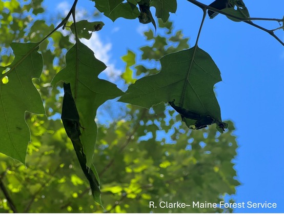 Oak leaves with rolled edges