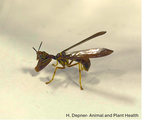 A wasp-type insect on a white background