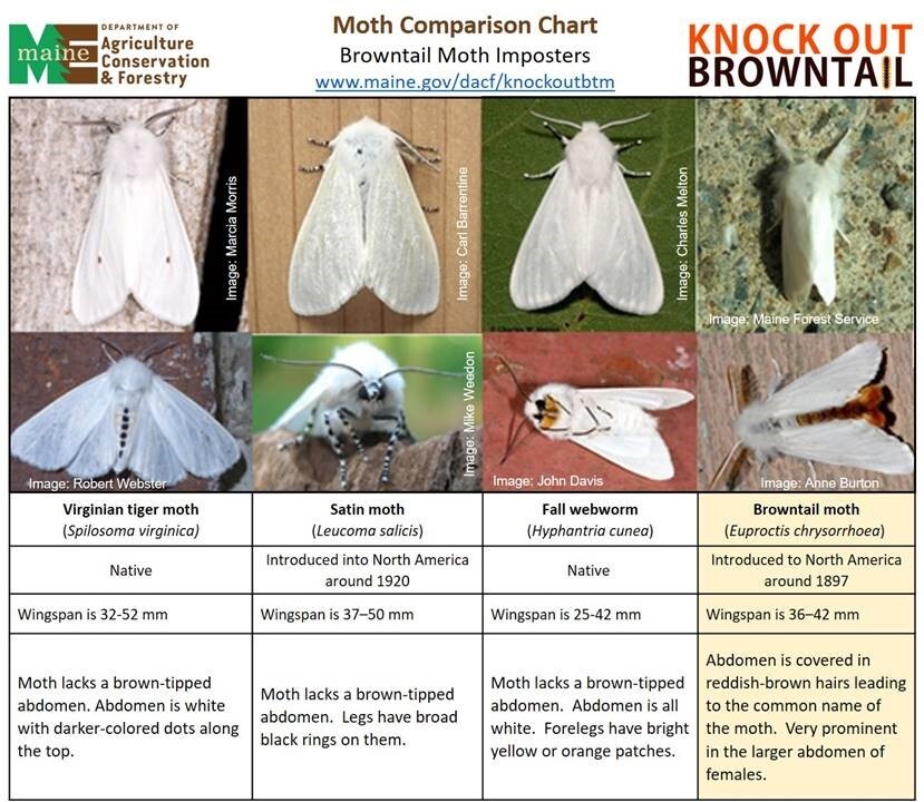 Chart comparing browntail moth to other moths