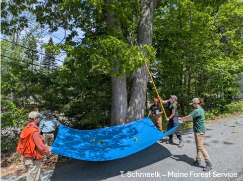 Five people with a tarp, hitting a tree with a stick