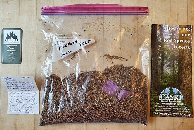 Red spruce seed collected and bagged at Holbrook Island Sanctuary State Park during 2025.