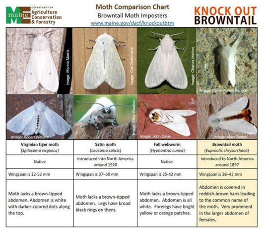 Moth comparison chart showing the browntail moth and several imposters.