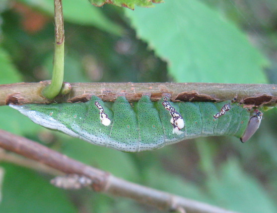 Side view of a wavy-lined prominent, Cecrita biundata, on a twig.