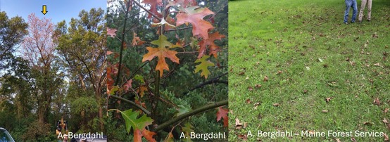 Oak leaves turning brown