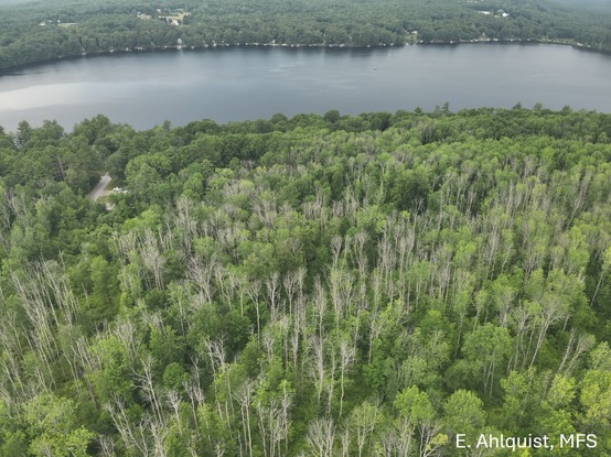 View from a plane looking down at a forest and a river