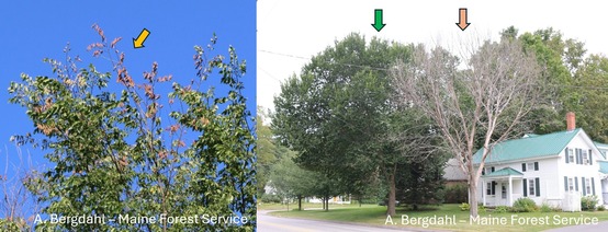 Two trees with shriveled and no leaves