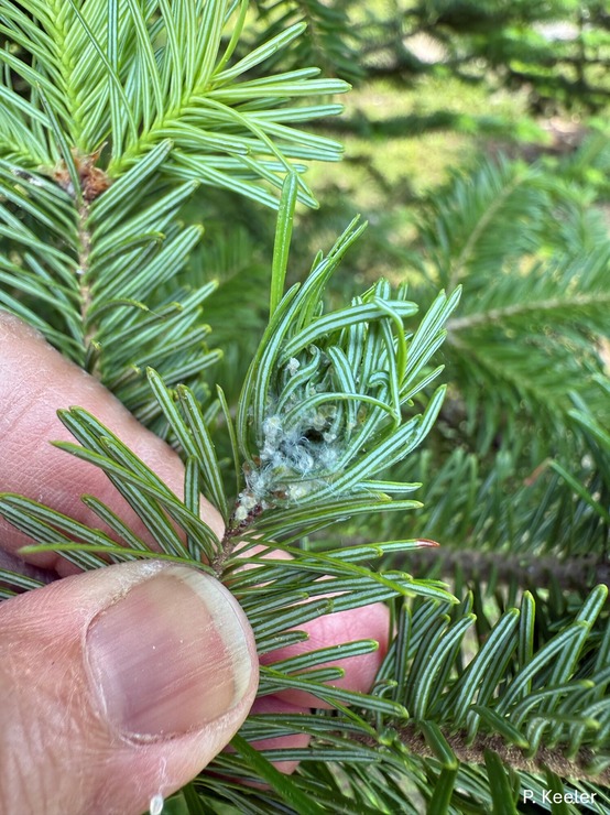 Fingers holding a hemlock twig with a white substance.