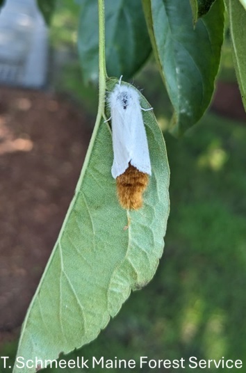 A white moth on a green leaf.